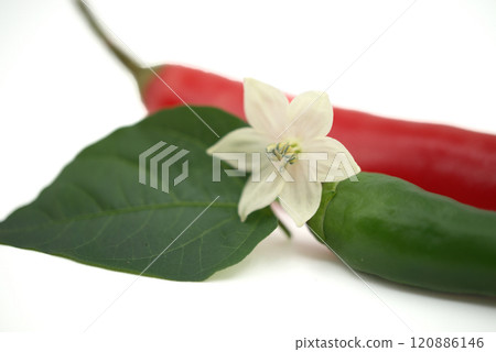 Red and green chili peppers with a white flower on white Red and green chili peppers with a white flower on white 120886146