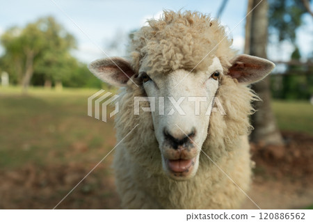 close up sheep resting in grass field close up sheep resting in grass field 120886562