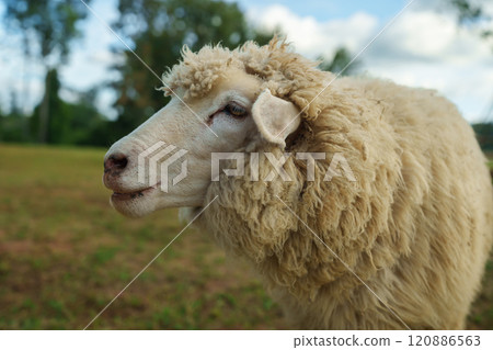 close up sheep resting in grass field 120886563
