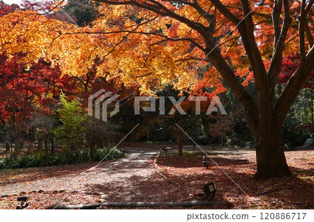 偕樂園公園、紅葉谷、深秋的紅葉 偕樂園公園、紅葉谷、深秋的紅葉 120886717
