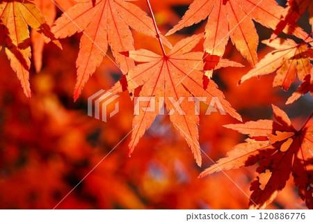 深秋的偕樂園公園，楓樹谷的秋葉特寫 120886776