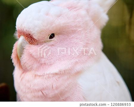 Pink cute cockatoo Pink cute cockatoo 120886933