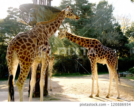 長頸鹿的飲用水 120886934