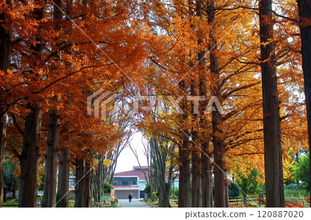 北九州農業綜合中心 入口處的樹木紅葉 北九州農業綜合中心 入口處的樹木紅葉 120887020