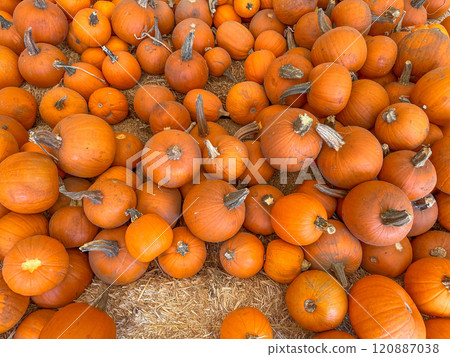 Large piles scattering of small pumpkins and gourds 120887038