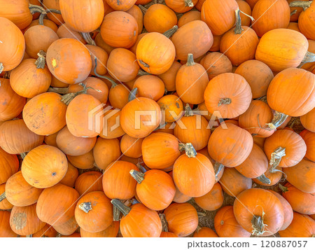 Large piles scattering of small pumpkins and gourds 120887057