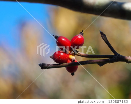 Blue sky and red dogwood berries on the ends of the branches (close-up of dogwood berries bathed in morning sunlight) 120887183