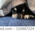 A dog watching the situation 120887224