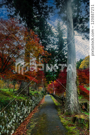 Autumn leaves on the approach to Tanba Sasayama, Momiji Sanzan, November 21, Japan 120887251