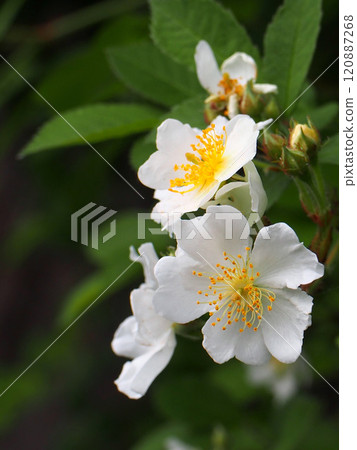 White flowers and buds of Rosa multiflora blooming in the shade (close-up of Rosa multiflora) 120887268