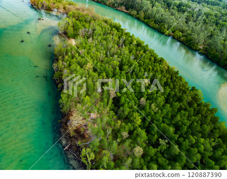 Amazing abundant mangrove forest,Aerial view of forest trees Rainforest ecosystem and healthy environment background,Texture of green trees forest top down,High angle view trees background Amazing abundant mangrove forest,Aerial view of forest trees Rainforest ecosystem and healthy environment background,Texture of green trees forest top down,High angle view trees background 120887390