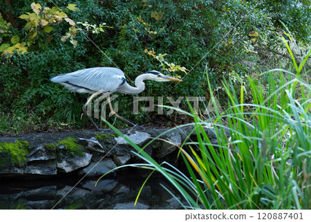 Scenery with gray herons Scenery with gray herons 120887401