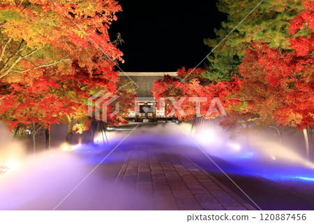 [Kyoto Prefecture] Ninnaji Temple Autumn Leaves and Sea of Clouds Illumination (Kondo Hall) 120887456
