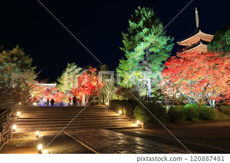 [Kyoto Prefecture] Ninnaji Temple Autumn Leaves and Sea of Clouds Illumination (Five-story Pagoda and Main Hall) 120887481