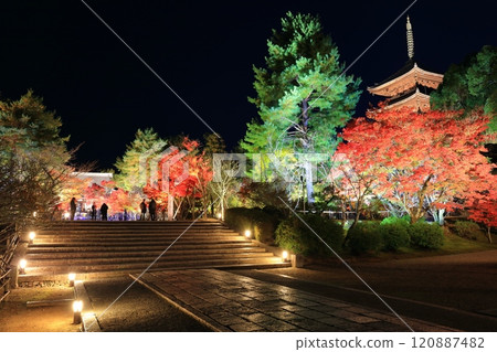 [Kyoto Prefecture] Ninnaji Temple Autumn Leaves and Sea of Clouds Illumination (Five-story Pagoda and Main Hall) 120887482