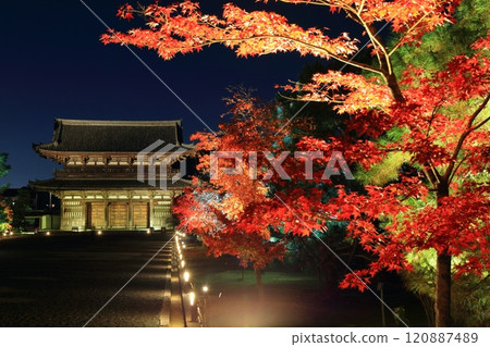 [Kyoto Prefecture] Autumn leaves illumination at Ninnaji Temple (Niomon Gate) 120887489
