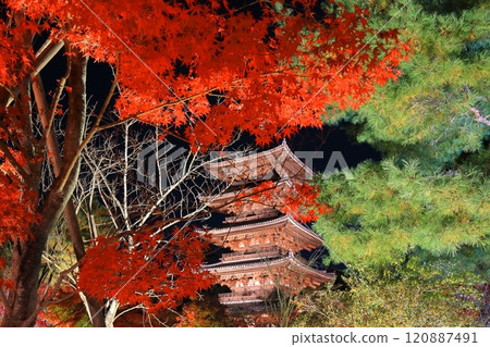 [京都府]仁和寺秋葉燈飾（五層寶塔） 120887491