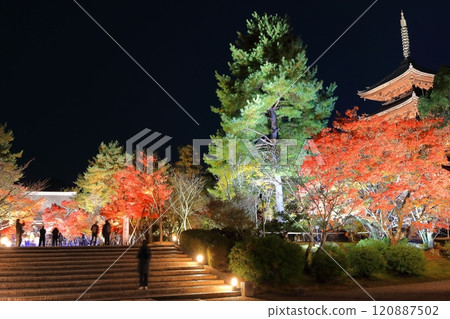 [Kyoto Prefecture] Ninnaji Temple Autumn Leaves and Sea of Clouds Illumination (Five-story Pagoda and Main Hall) 120887502