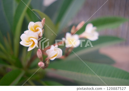 Plumeria flowers Plumeria flowers 120887527