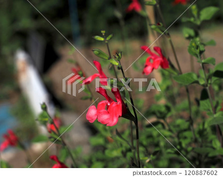 紅櫻桃鼠尾草花和花蕾（陽光下河邊的熱唇花） 120887602