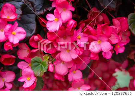 Christmas begonia close-up 120887635