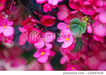 Christmas begonia close-up Christmas begonia close-up 120887636