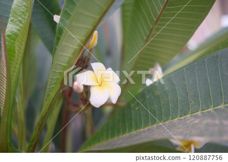 Plumeria flowers 120887756