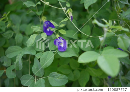 蝶豆花 120887757