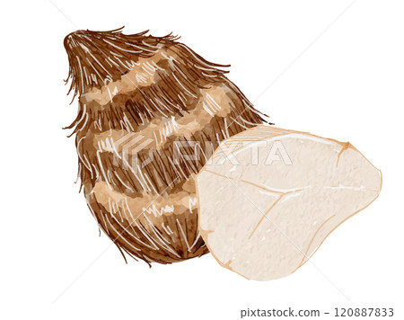 Vector illustration of peeled and unpeeled taro, autumn and winter vegetables drawn in watercolor 120887833