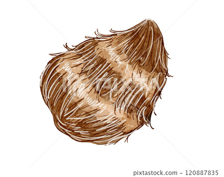 水彩畫與秋冬蔬菜的芋頭簡單向量圖素材。 120887835