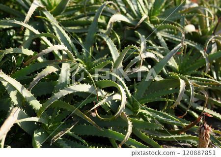 Aloe 120887851