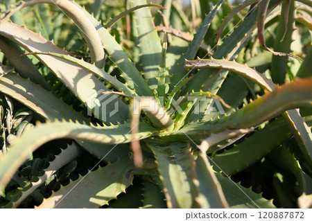 Aloe Aloe 120887872