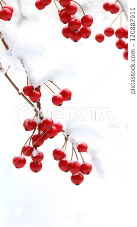 Bursting red berries glistening under a layer of soft white snow in a tranquil winter landscape. Generative AI Bursting red berries glistening under a layer of soft white snow in a tranquil winter landscape. Generative AI 120887911