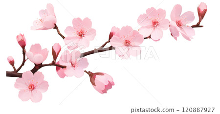 Delicate cherry blossom branch adorned with blooming pink flowers and budding petals in a serene display of springtime beauty. Generative AI 120887927