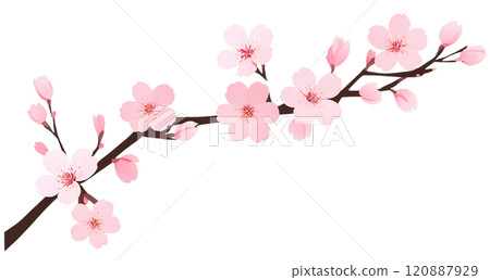 Elegant cherry blossom branch adorned with soft pink petals in a serene artistic display symbolizing spring's arrival and renewal. Generative AI 120887929