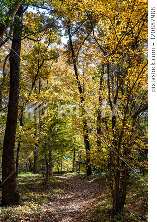 深秋的東京千代田區尋找秋的殘跡 120887988