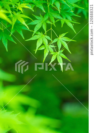 Vivid new green leaves: Green maples Vivid new green leaves: Green maples 120888321