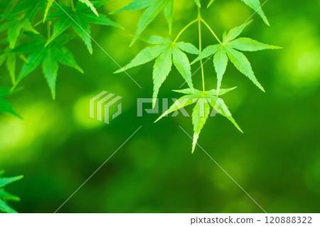 Vivid new green leaves: Green maples Vivid new green leaves: Green maples 120888322