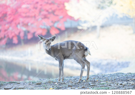 秋天的奈良公園 秋天的奈良公園 120888567