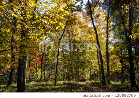 Searching for traces of autumn in Chiyoda Ward, Tokyo in late autumn Searching for traces of autumn in Chiyoda Ward, Tokyo in late autumn 120888709