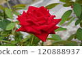 一朵紅玫瑰 120888937