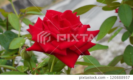 一朵紅玫瑰 一朵紅玫瑰 120888937