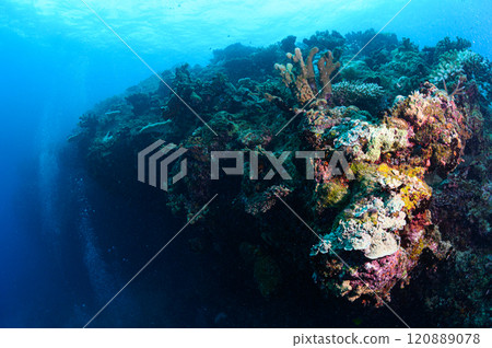 Diving scene in the sea of Iriomote Island Diving scene in the sea of Iriomote Island 120889078