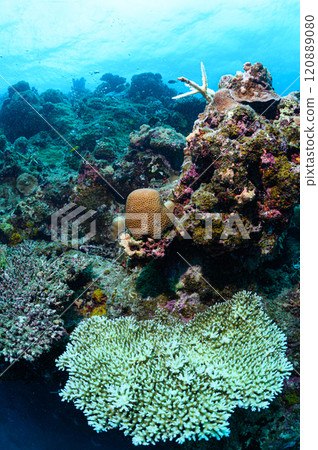Diving scene in the sea of Iriomote Island Diving scene in the sea of Iriomote Island 120889080