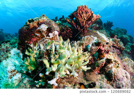 Diving scene in the sea of Iriomote Island Diving scene in the sea of Iriomote Island 120889082