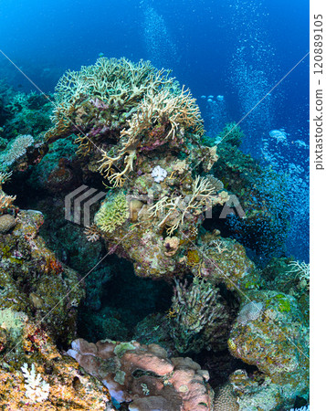 Diving scene in the sea of Iriomote Island 120889105