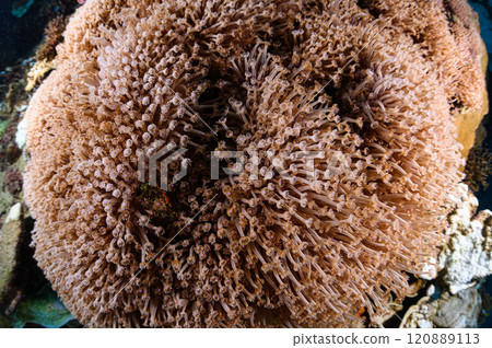 Large soft corals in the sea of Iriomote Island 120889113