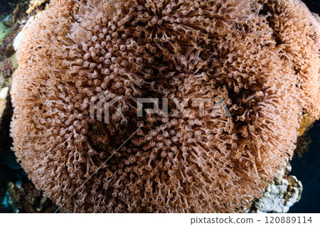 Large soft corals in the sea of Iriomote Island Large soft corals in the sea of Iriomote Island 120889114