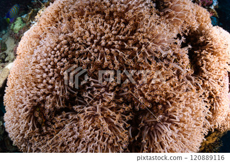 Large soft corals in the sea of Iriomote Island Large soft corals in the sea of Iriomote Island 120889116
