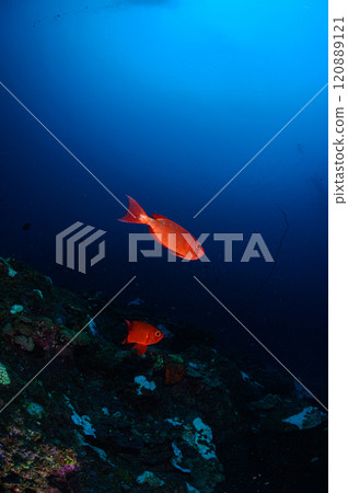 西表島的海-色彩鮮豔的魚 西表島的海-色彩鮮豔的魚 120889121